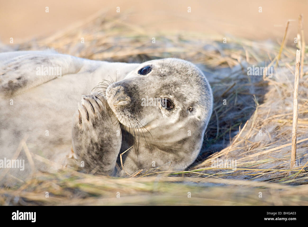 Grey seal Pup, Donna Nook, Lincolnshire Stockfoto