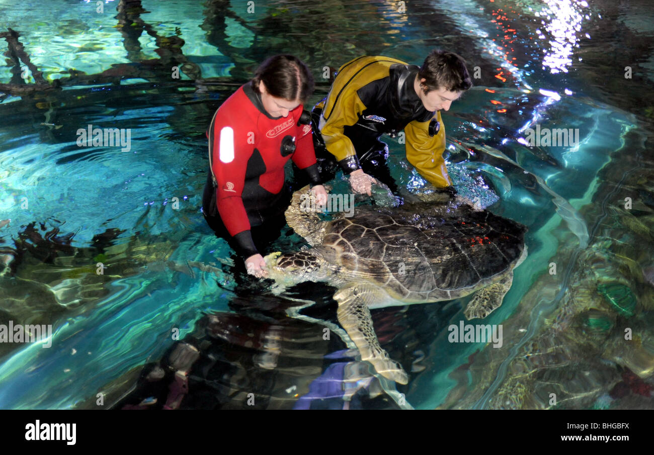 Aquarianer Reinigung und Fütterung eine 70 Jahre alte grüne Schildkröte an Brighton Sealife Centre UK Stockfoto