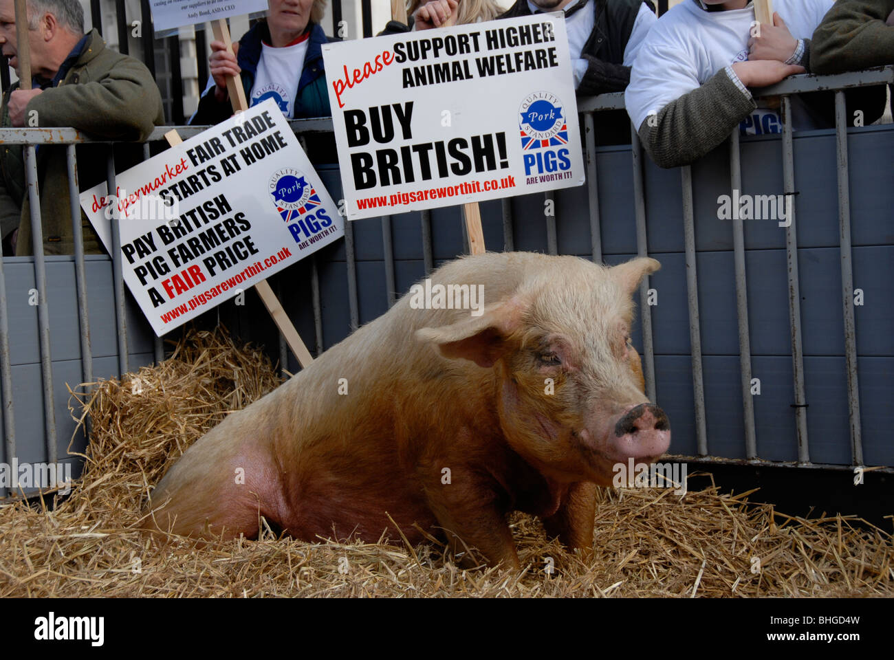 Unterstützung der britischen Schweinezüchter gegen illegale Importe zu protestieren Stockfoto