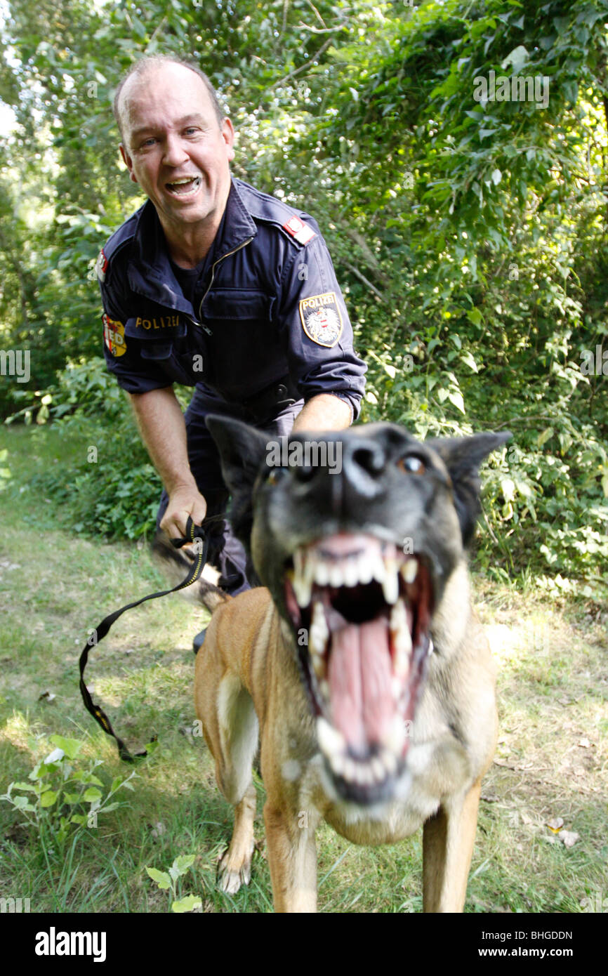 Gefährliche Polizeihund mit Polizist Angriff auf Bestellung. Wald im Hintergrund Stockfoto