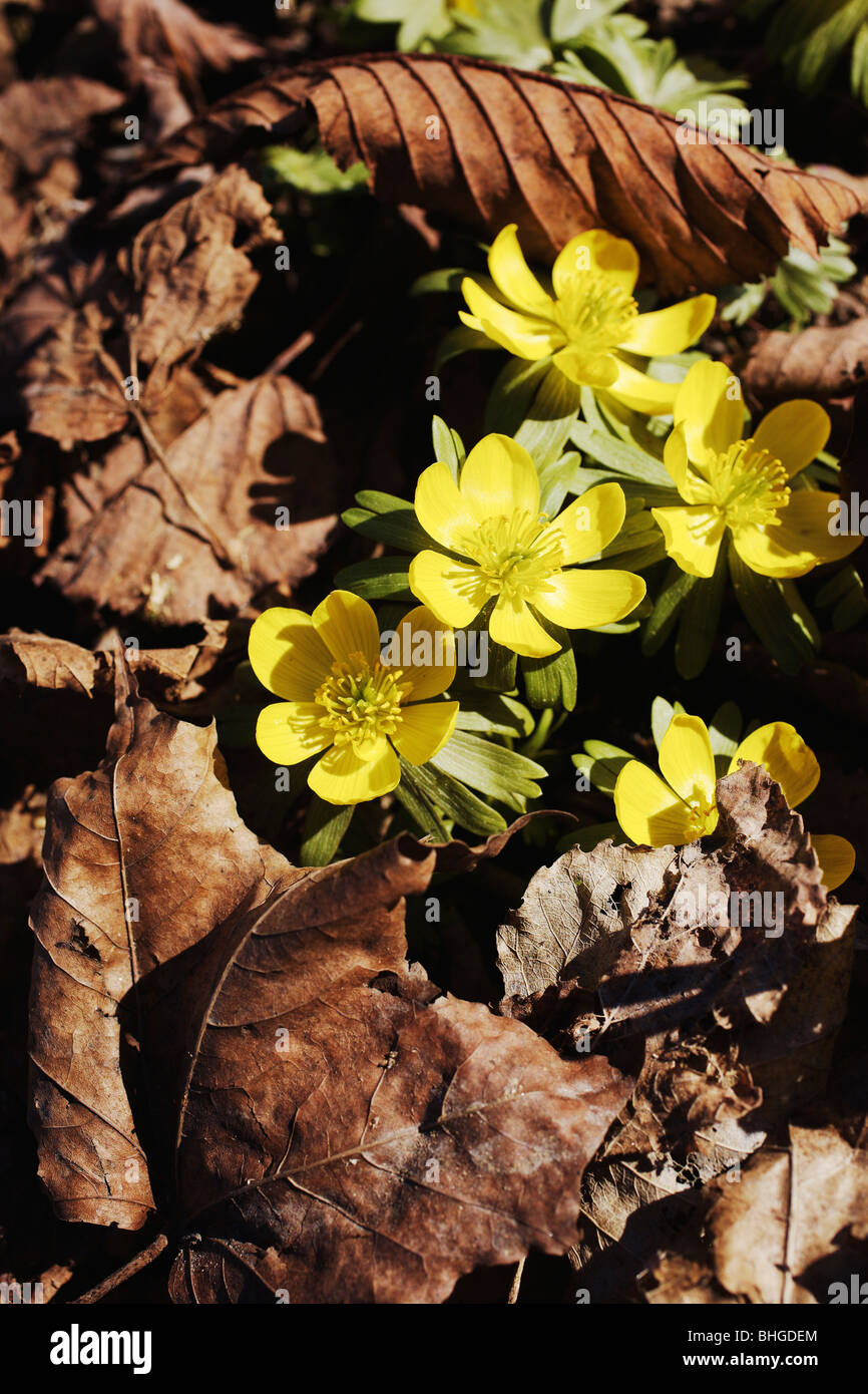 Frühling Blumen auf dem Boden, Schweden. Stockfoto