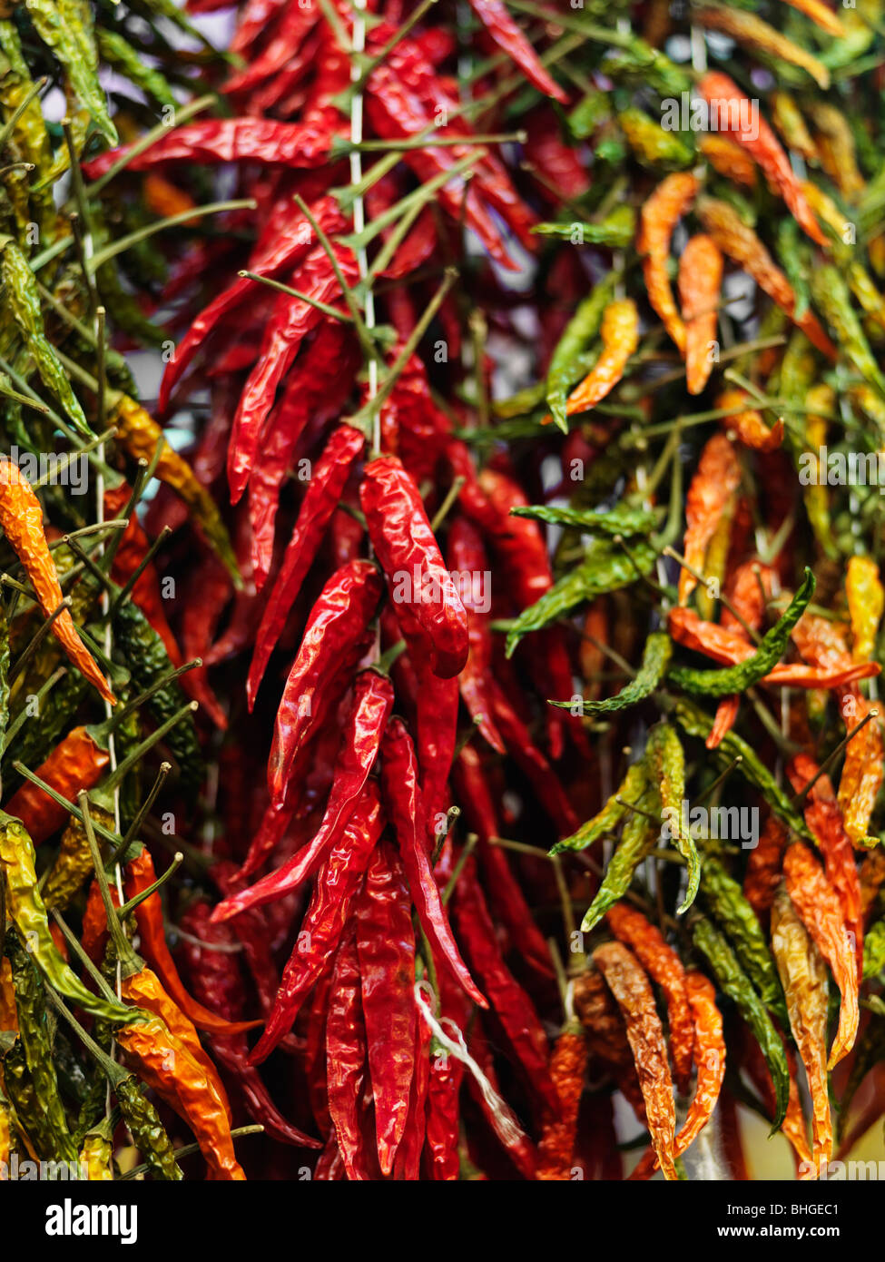 Chili in verschiedenen Farben, Spanien. Stockfoto