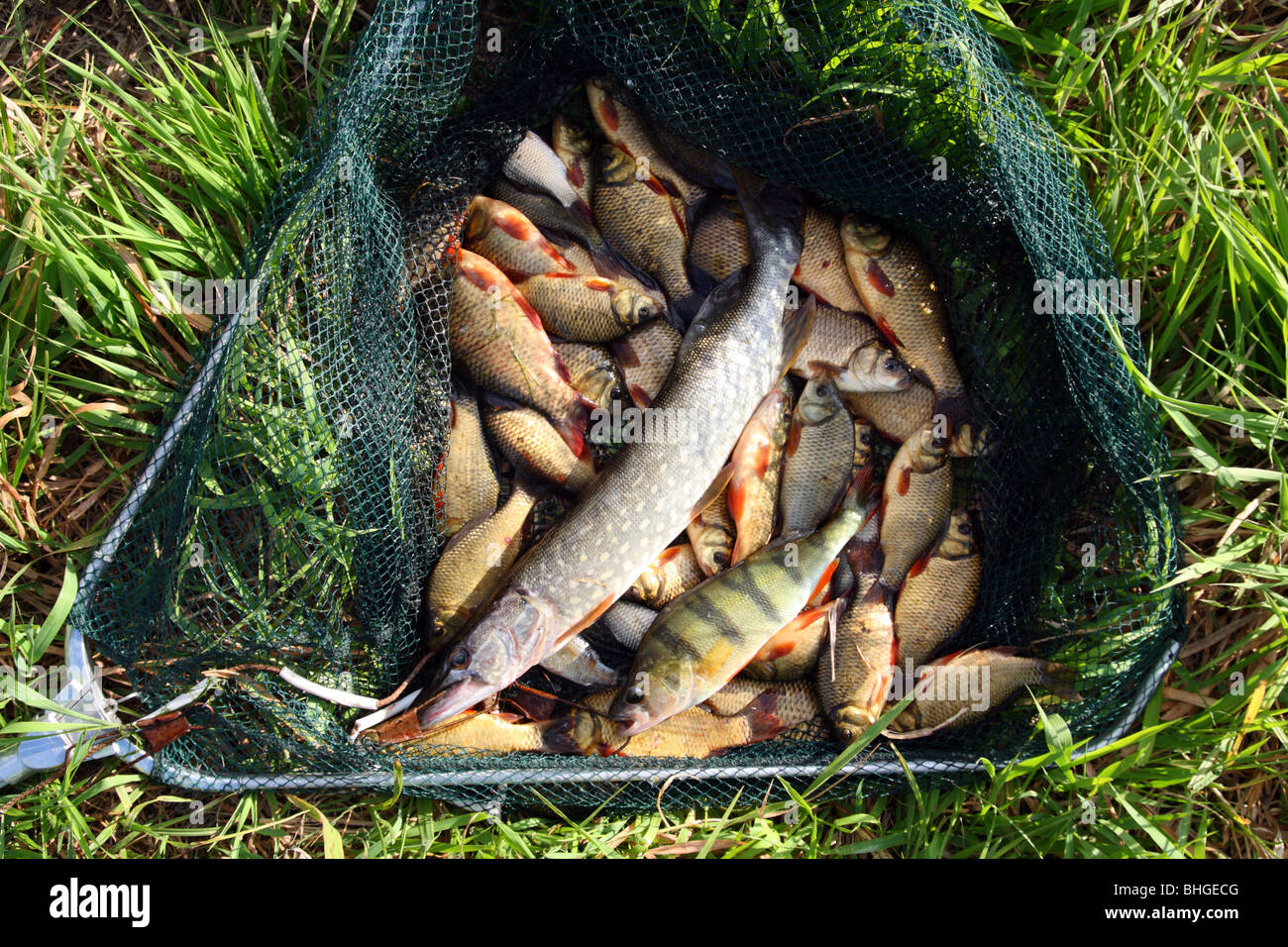 Fang von Fischen im Setzkescher liegen auf dem Rasen Stockfoto