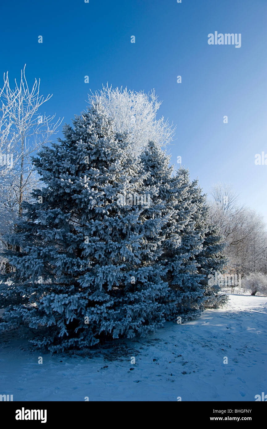 Einfrieren von Nebel wurde zu häufigen in den mittleren Westen der USA in diesem Jahr.  Jedoch, wenn die Sonne rauskommt, ist es schön. Stockfoto