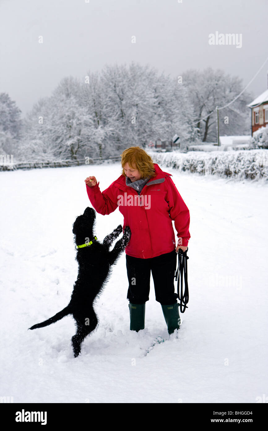 Dame bietet ein Leckerbissen für ihr Labradoodle Hund während in der Mitte ein Feld, das mit Schnee bedeckt ist Stockfoto