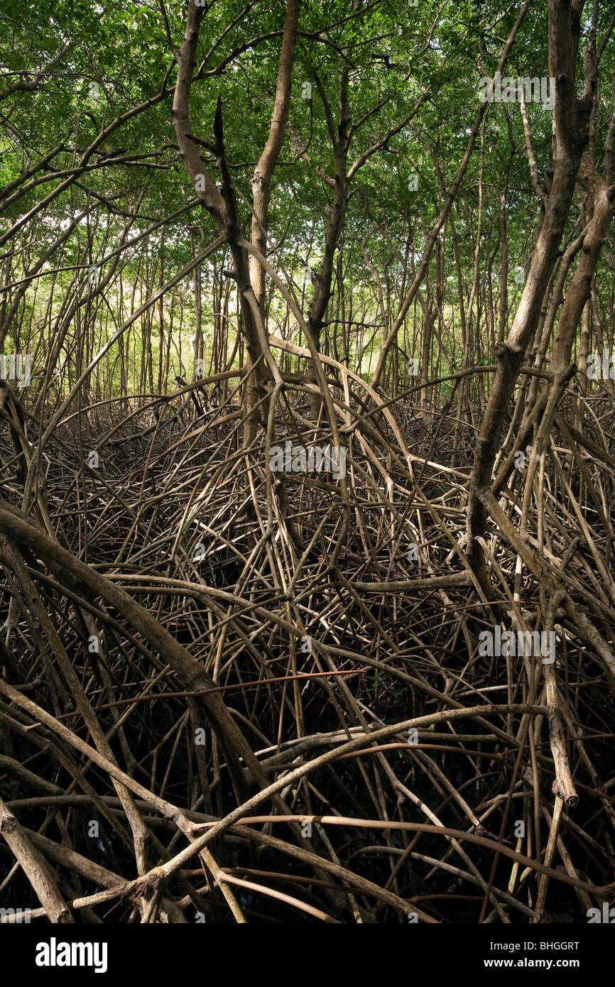 Verschlungenen Wurzeln der Mangrovenbäume an Tabago Küste Stockfoto