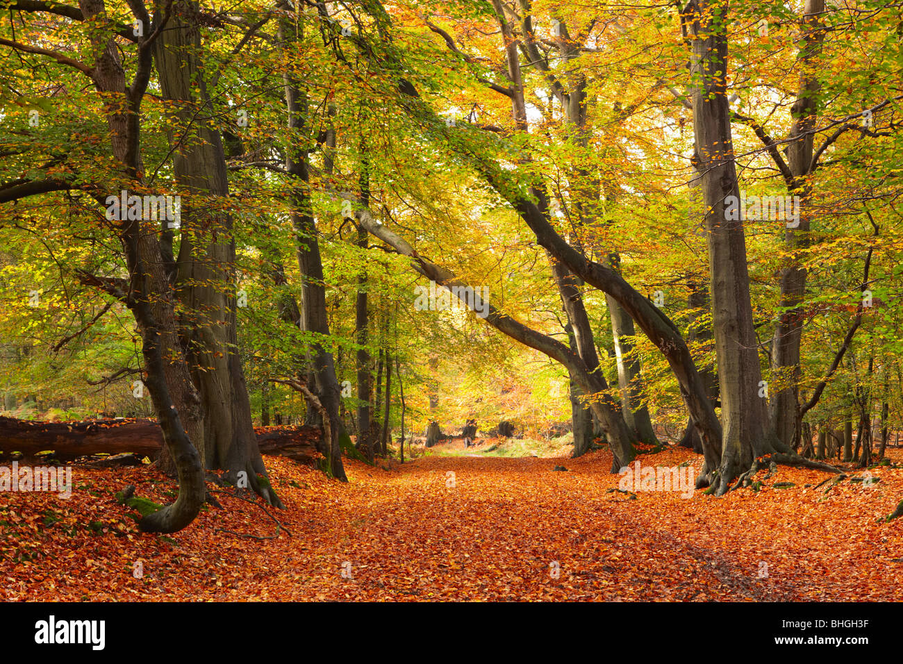 Herbstfarben im Ashridge Estate Stockfoto