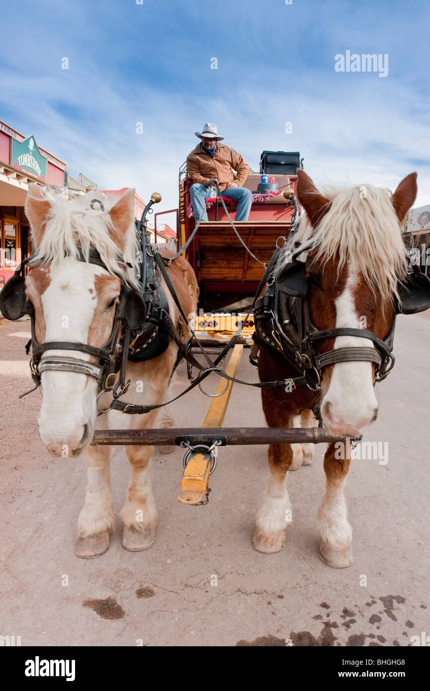 Tombstone, Arizona - Zugpferde warten, um eine Postkutsche voller Touristen ziehen. Stockfoto