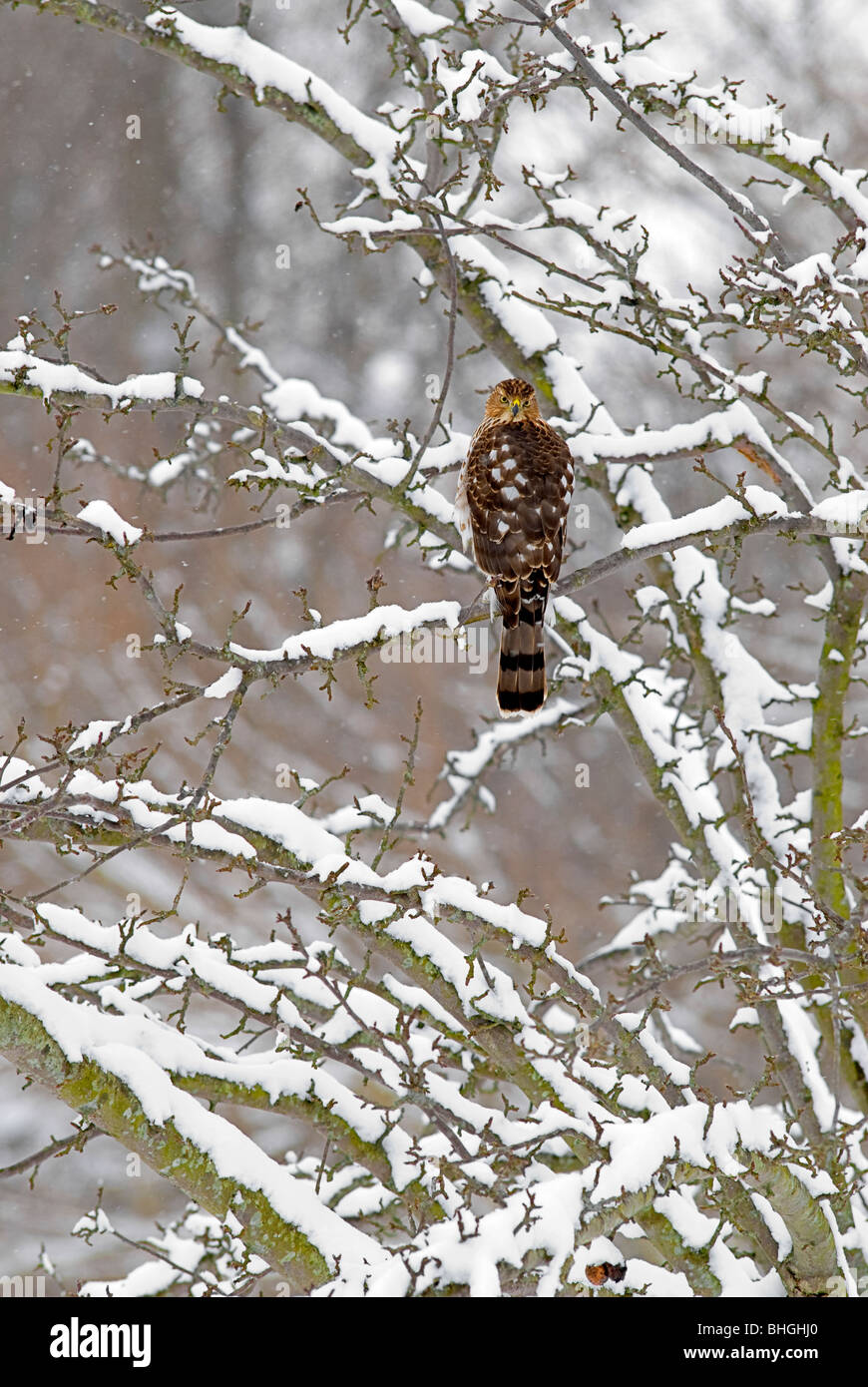 Diese Cooper's Hawk besucht unser Hinterhof, sitzt, bis die Vögel füttern, dann er seinen Zug macht fortsetzen. Stockfoto