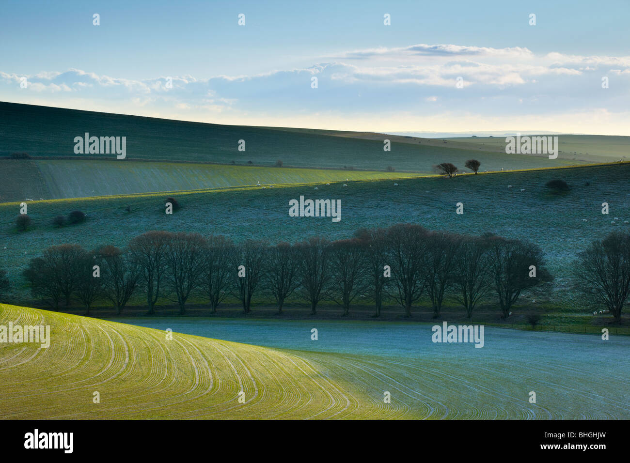 Frost am Hang, South Downs in der Nähe von Woodingdean East Sussex Stockfoto
