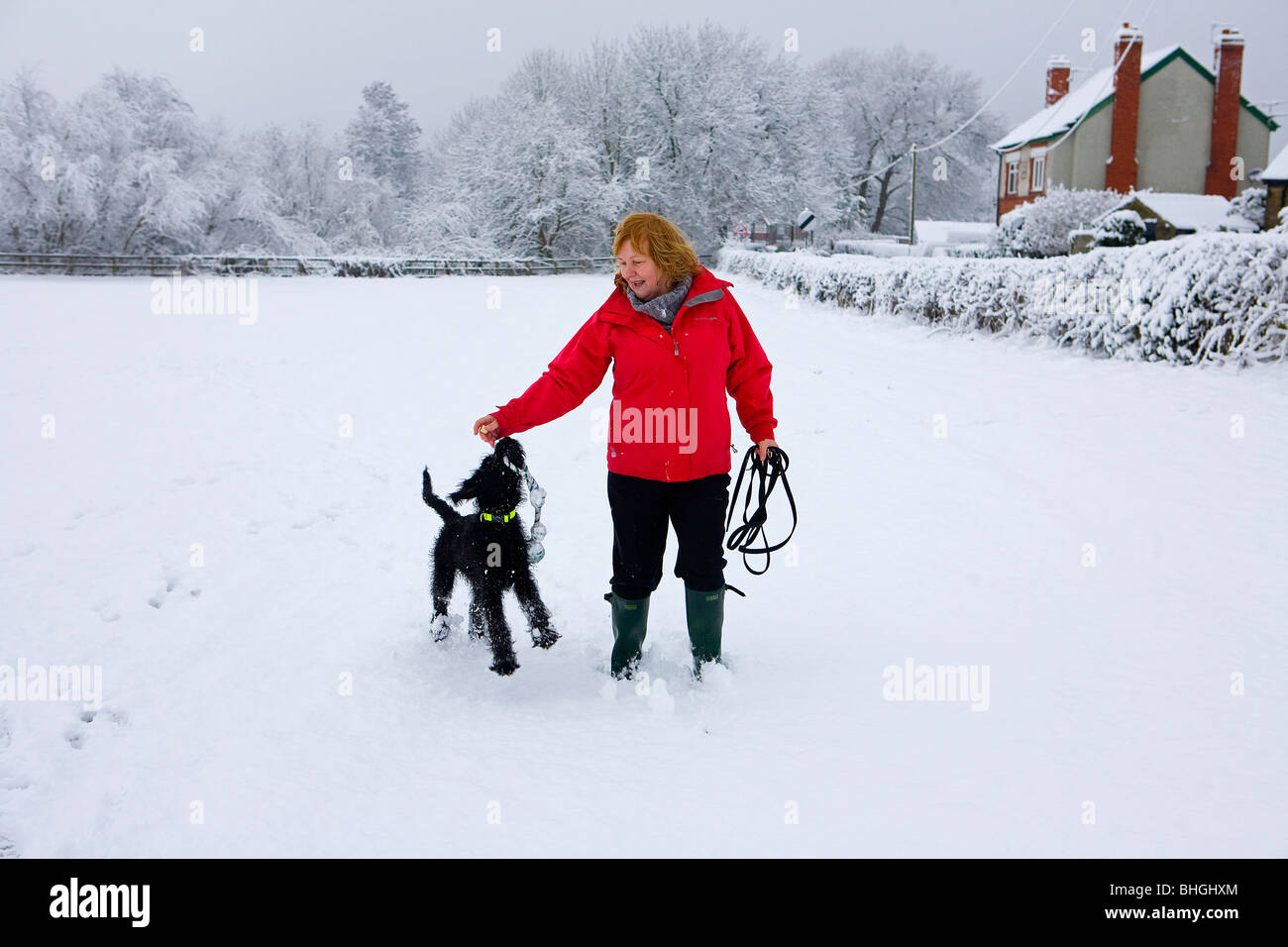 Eine Frau spielt mit ihren Labradoodle Welpen während in der Mitte ein Feld, das mit Schnee bedeckt ist Stockfoto