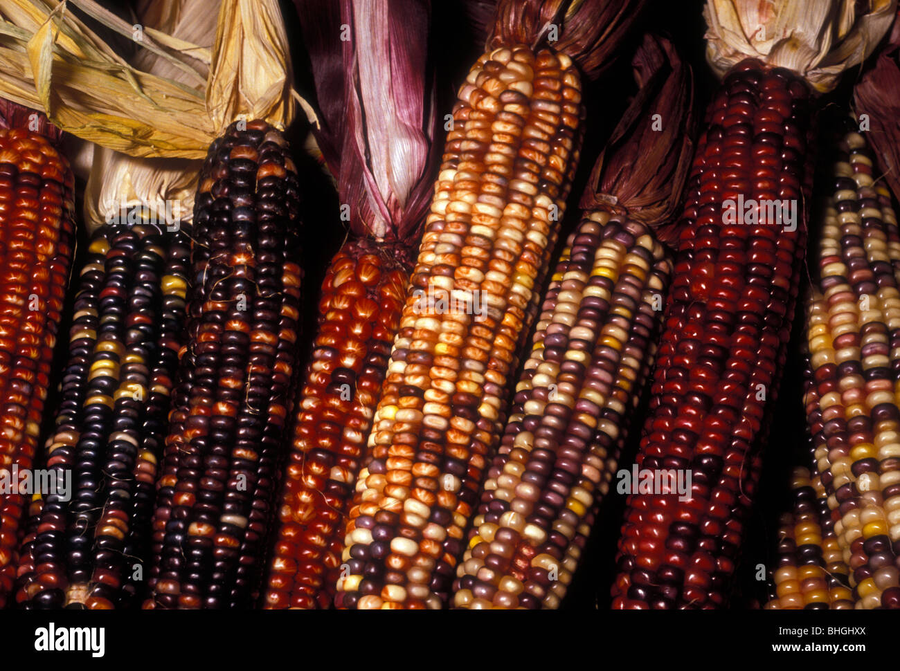 Mais auf für Verkauf, St. Lawrence Market, Toronto, Ontario Provinz, Kanada Stockfoto