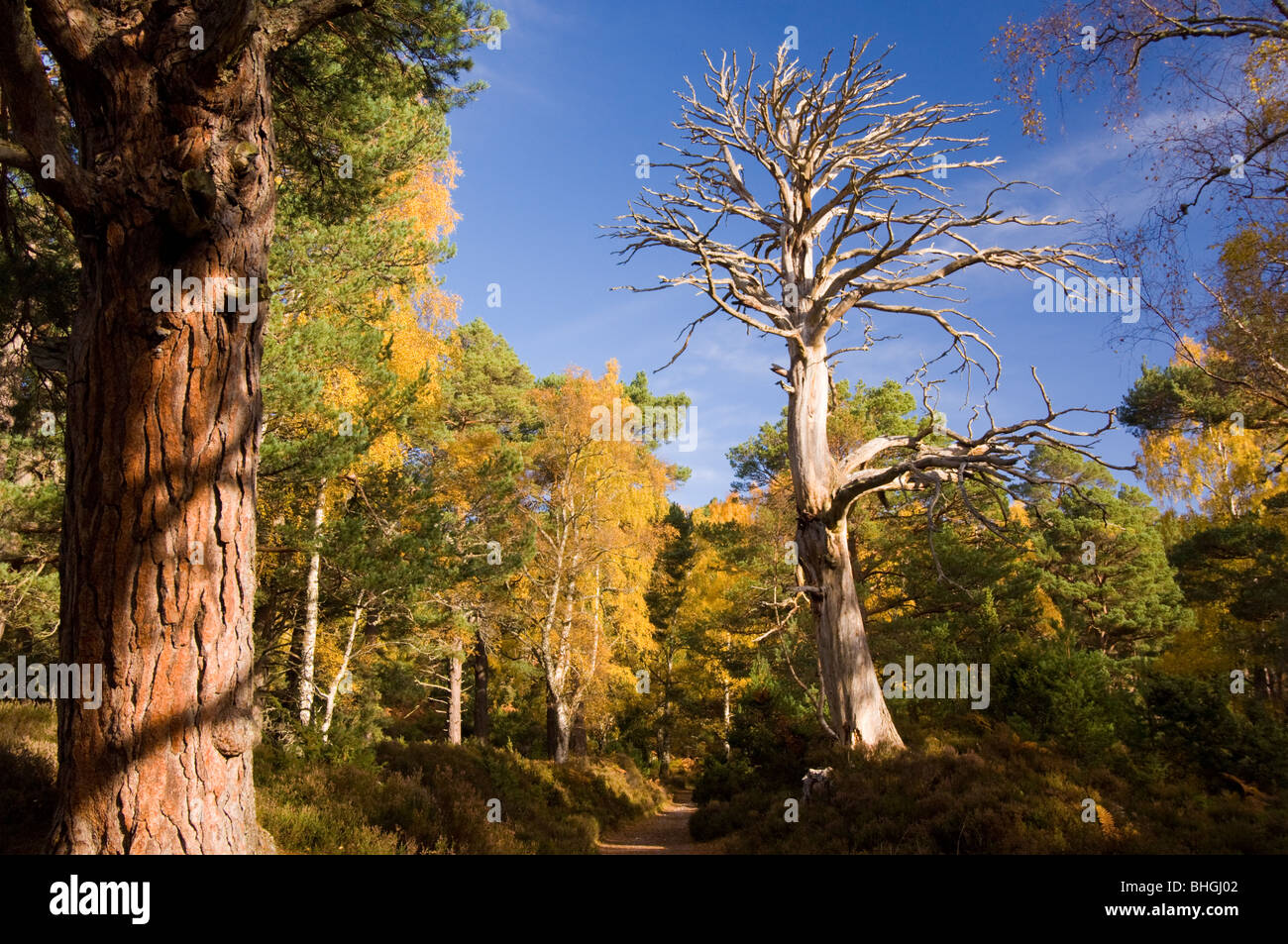 Rothiemurchus Forest im Herbst, Schottisches Hochland. Stockfoto
