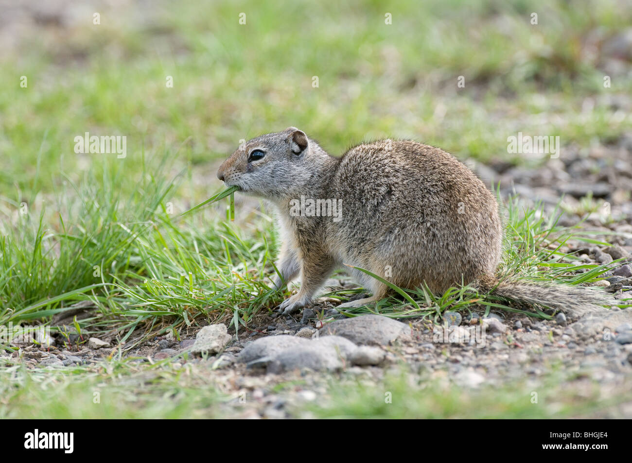 Columbian Ground Squirrel (Urocitellus Columbianus, Spermophilus Columbianus) Essen Rasen. Stockfoto