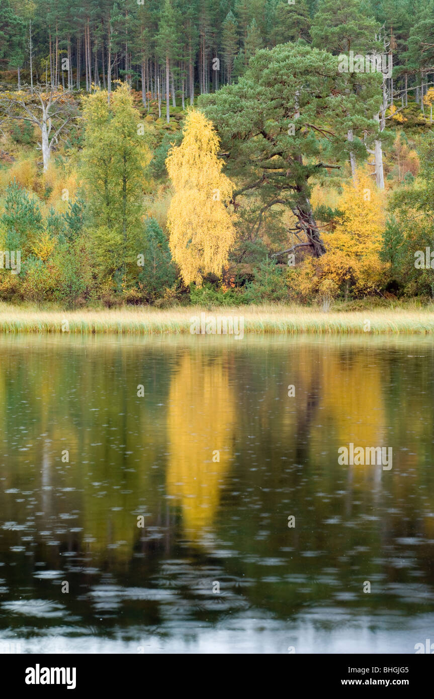 Silber Birken mit gelbem Herbstlaub und Waldkiefern, spiegelt sich in Loch Morlich im Regen, Schottisches Hochland. Stockfoto