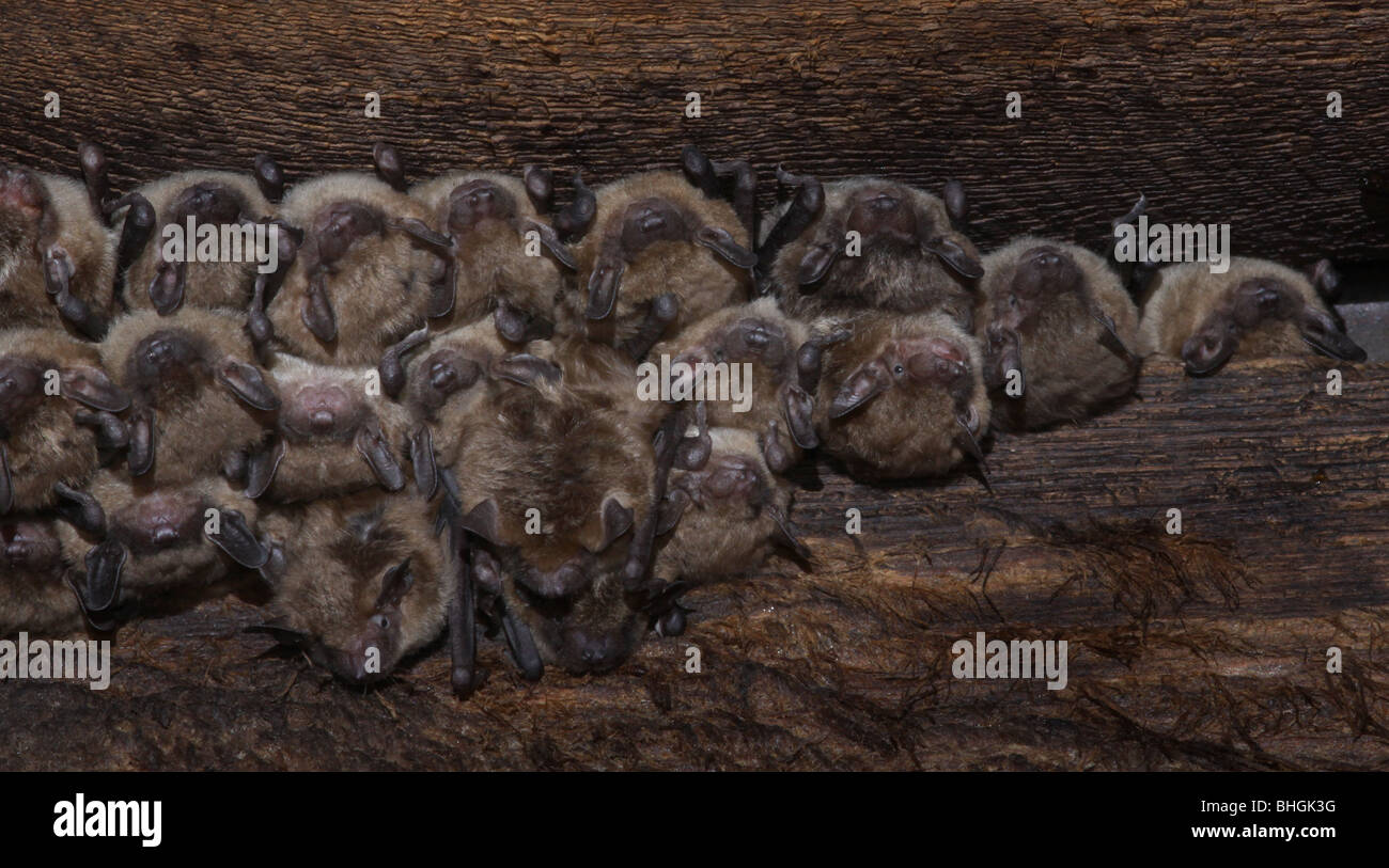 große braune Fledermaus Kolonie Scheune ohio Stockfoto