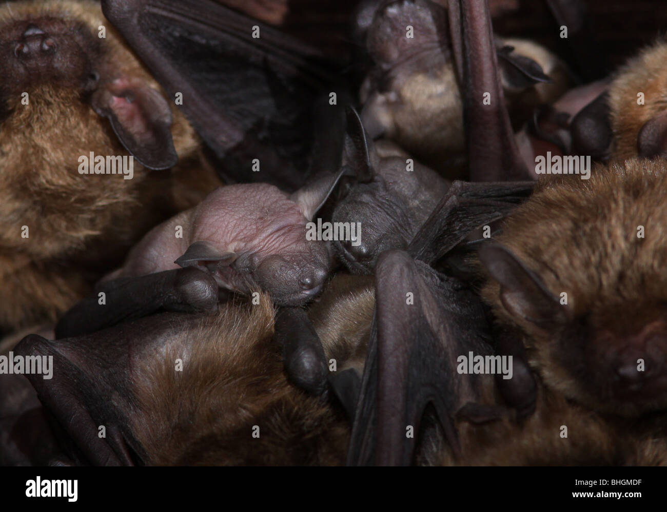 große braune Fledermaus Mutterschaft Kolonie Babys Scheune ohio Stockfoto