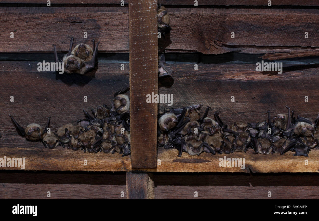große braune Fledermaus Mutterschaft Kolonie Babys Dachboden ohio Stockfoto