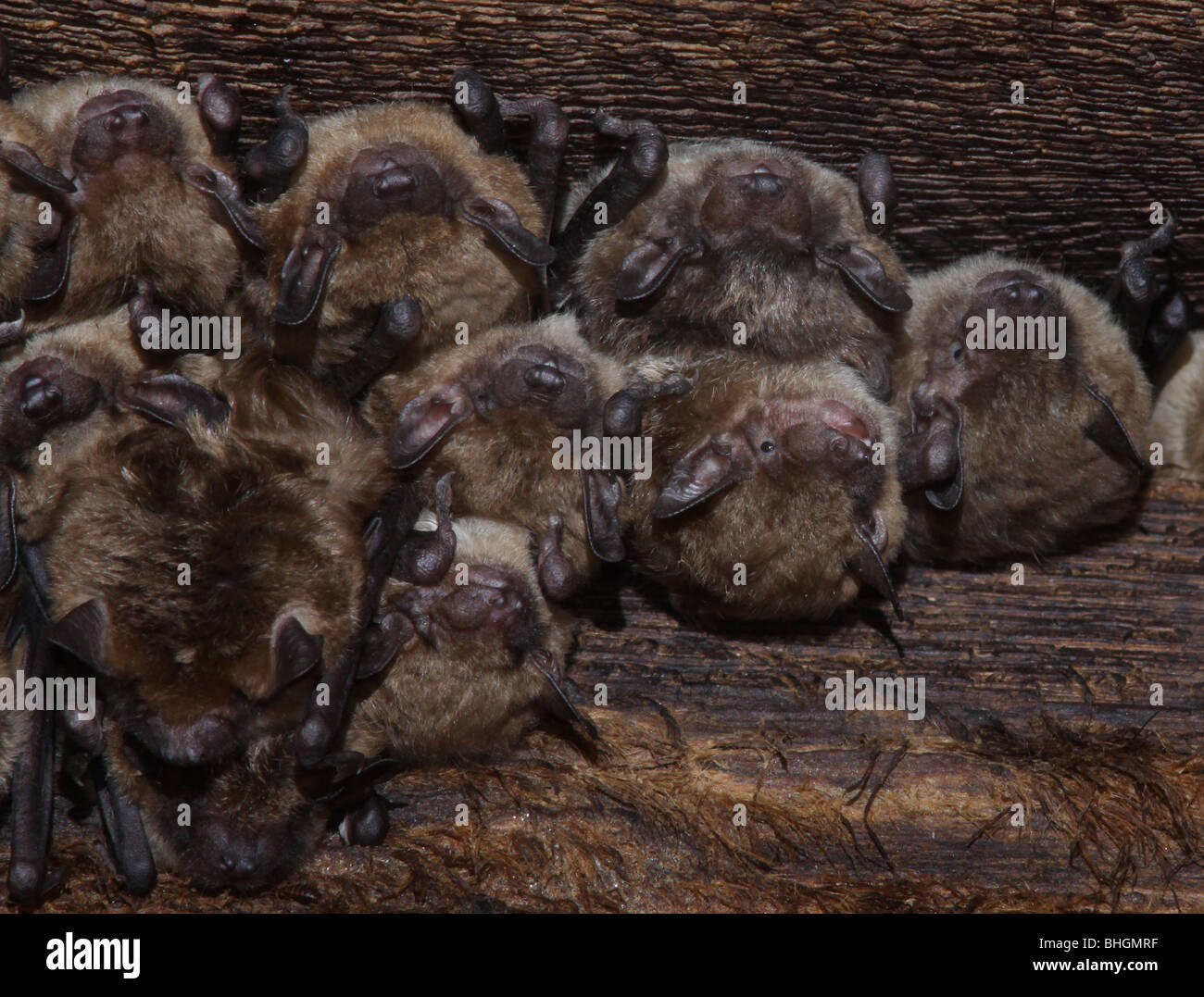 große braune Fledermaus Kolonie Dachboden ohio Stockfoto