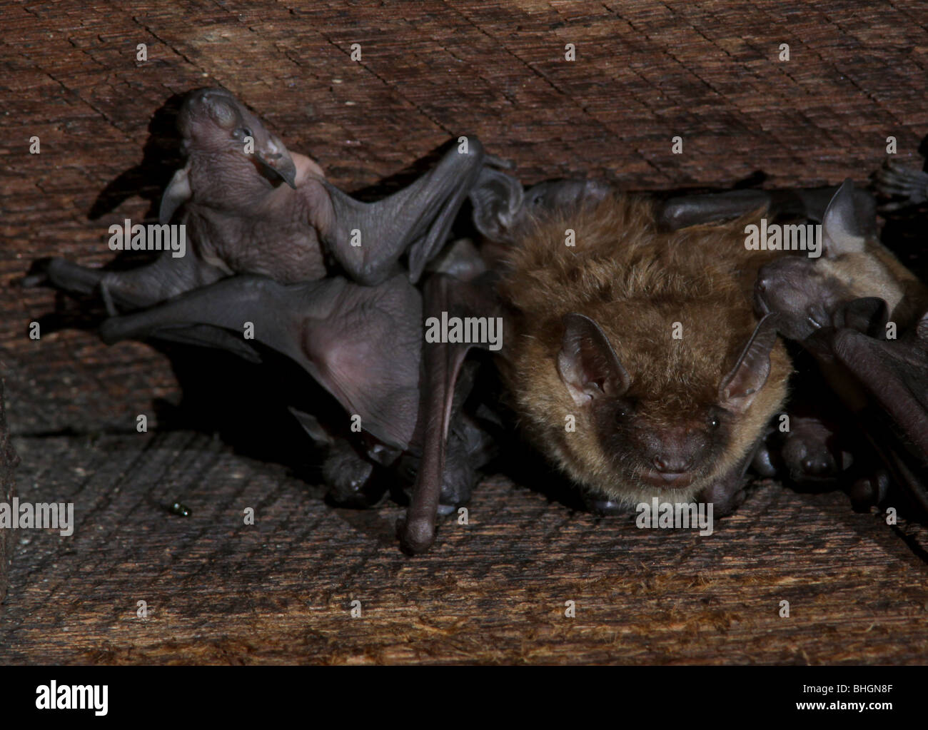 große braune Fledermaus Mutterschaft Kolonie Babys Scheune ohio Stockfoto