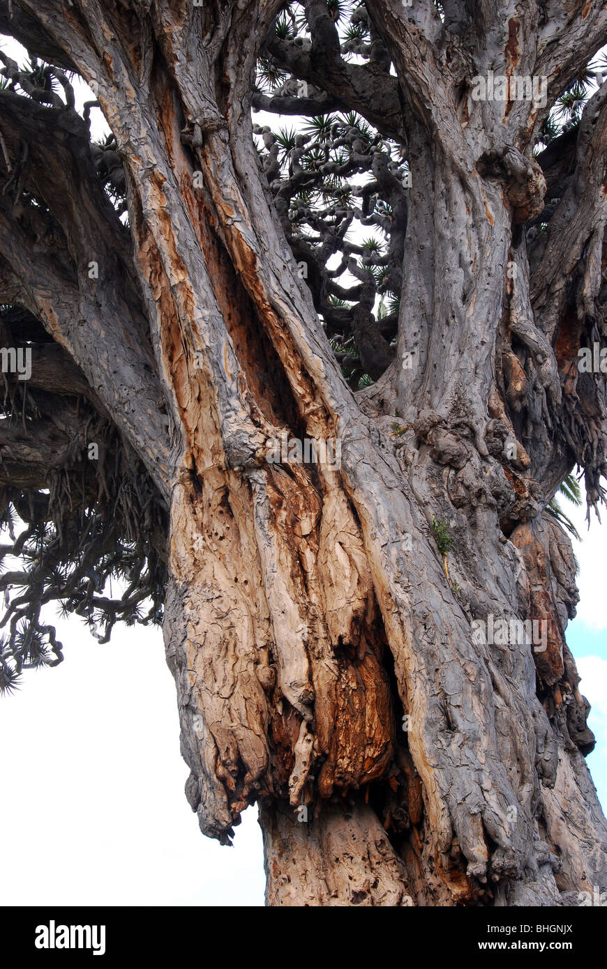 Drachenbaum Teneriffa bei Icod. Dracaena draco Stockfoto