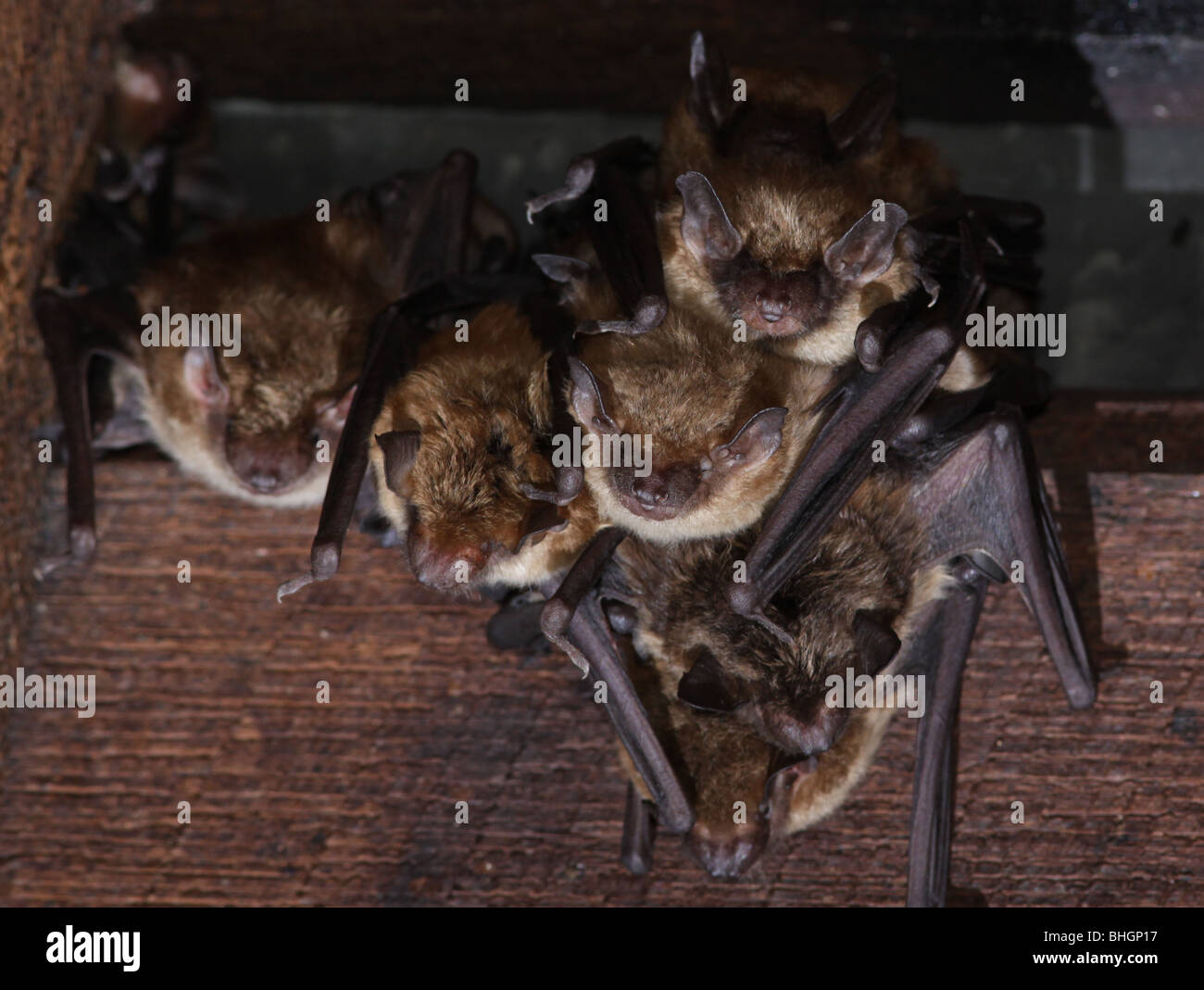 große braune Fledermaus Kolonie Dachboden ohio Stockfoto