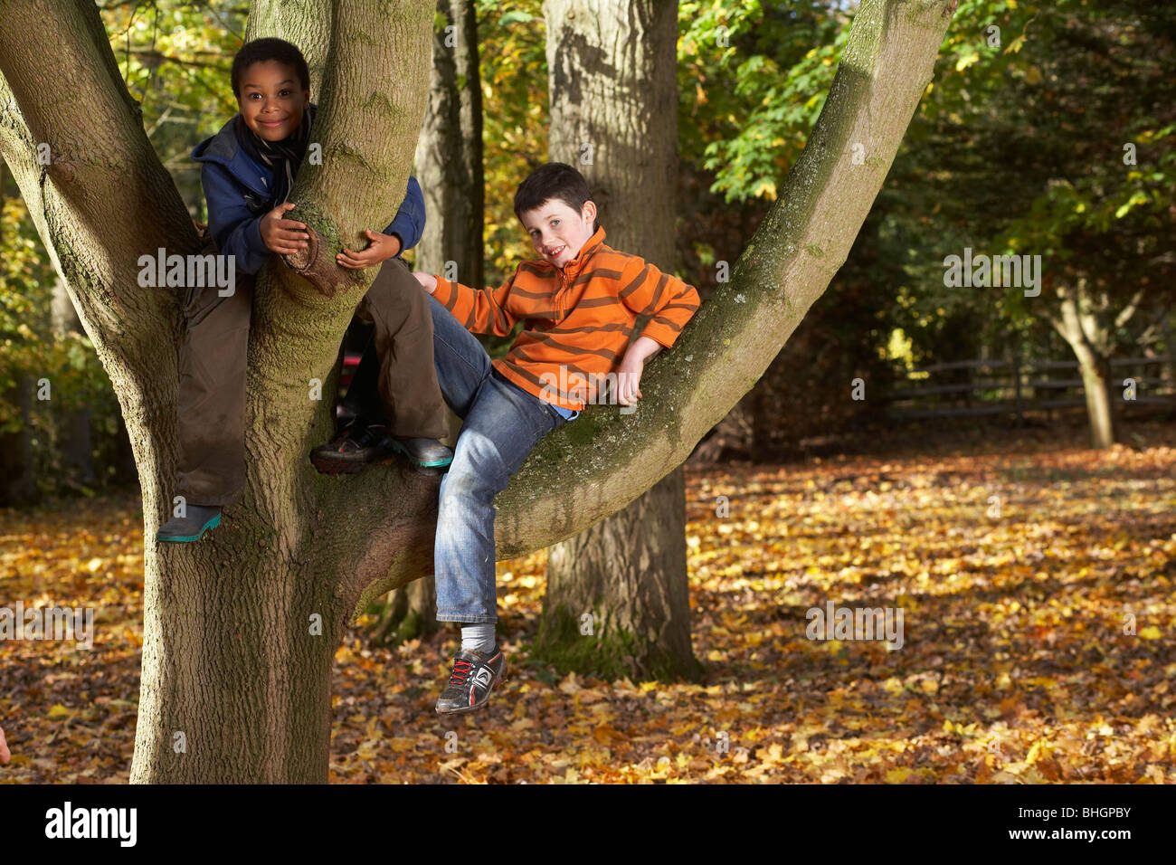 Zwei Jungs sitzen in einem Baum Stockfoto