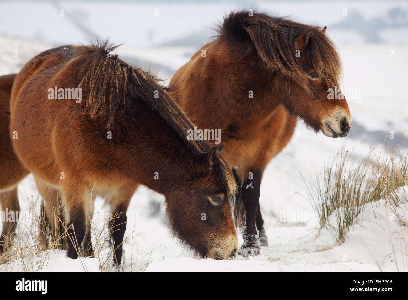 Exmoor Ponys grasen auf Schnee, Exmoor Nationalpark, Großbritannien Stockfoto