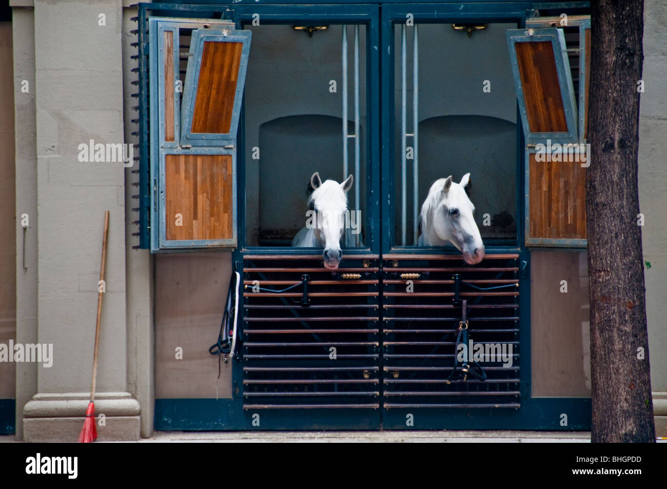 Zwei weiße Pferde in den Stallungen der spanischen Hofreitschule, Hofburg Wien Stockfoto
