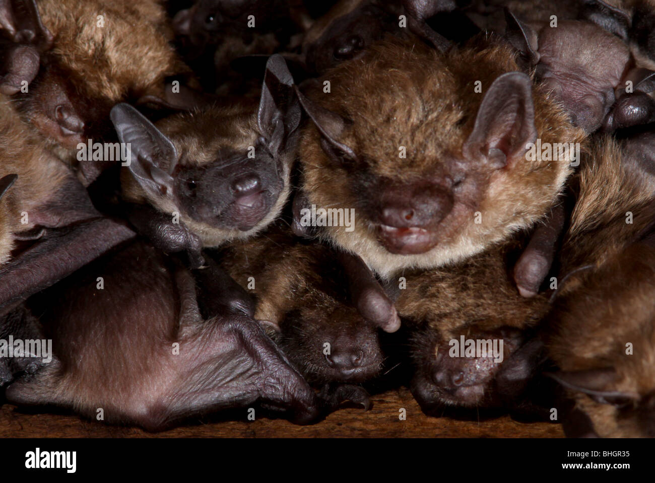 große braune Fledermaus Mutterschaft Kolonie Babys Dachboden ohio Stockfoto