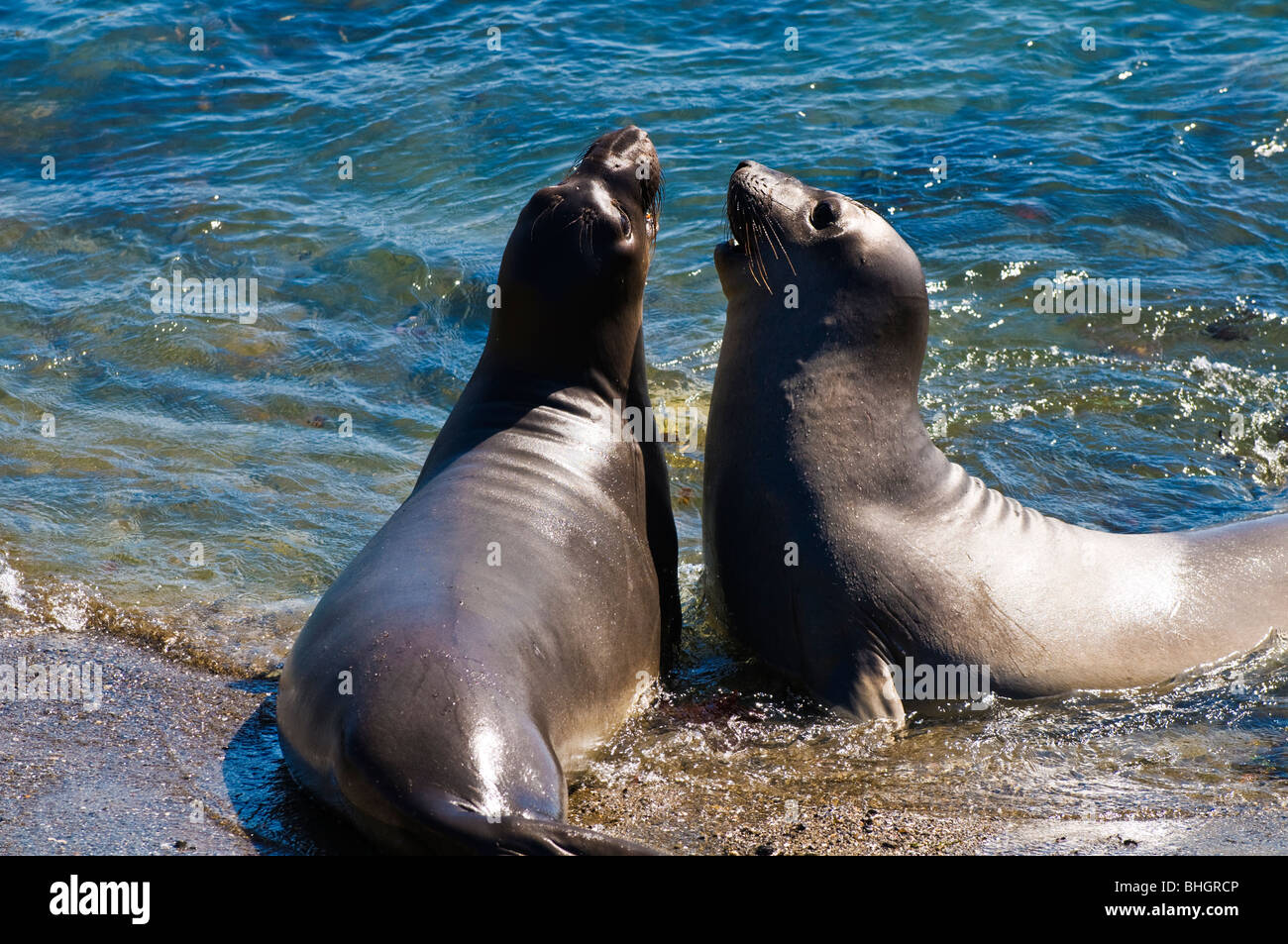 See-Elefanten (Mirounga Angustirostris), Monterey Bay National Marine Sanctuary, San Simeon, Kalifornien Stockfoto