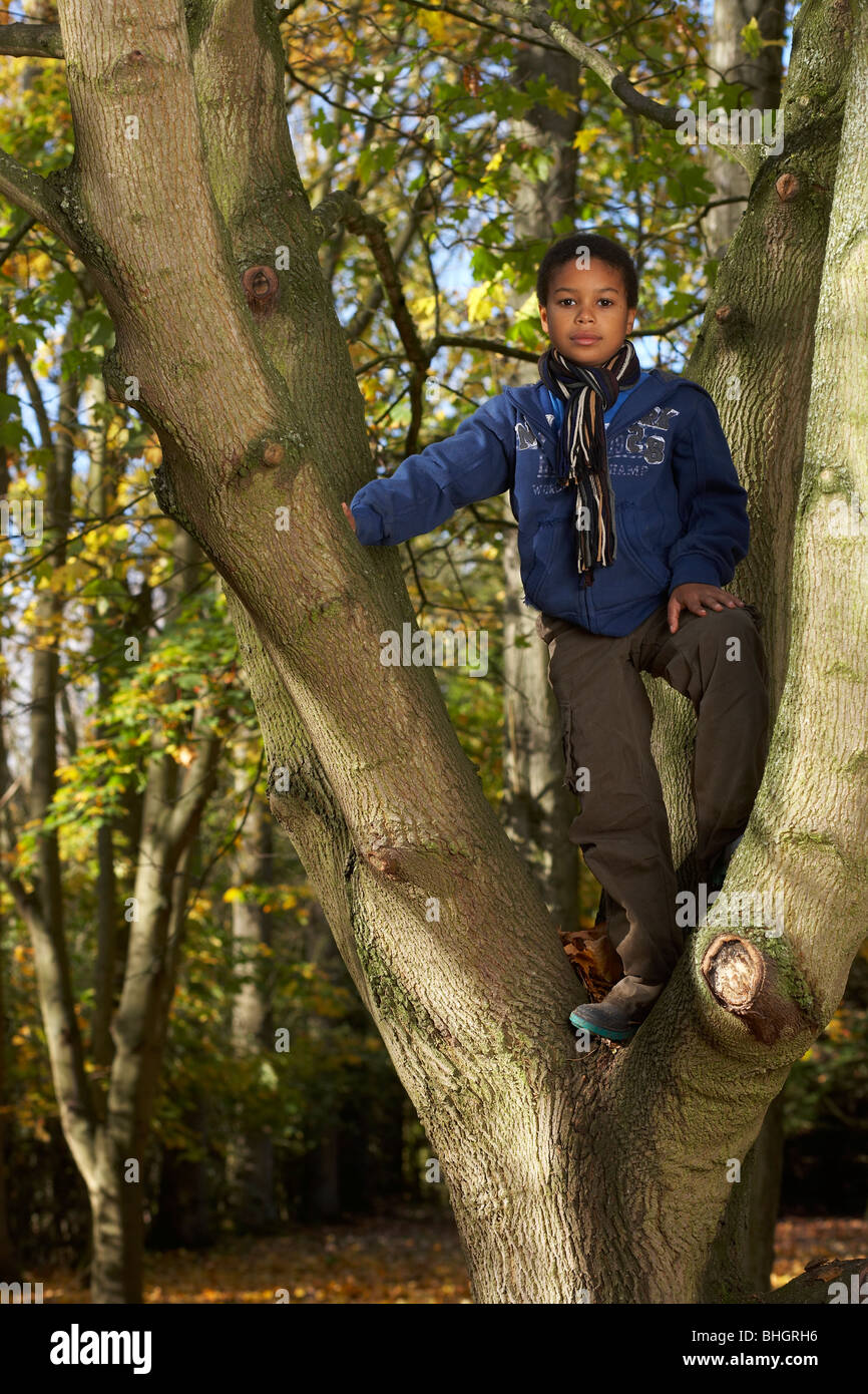 Junge in einem Baum stand Stockfoto