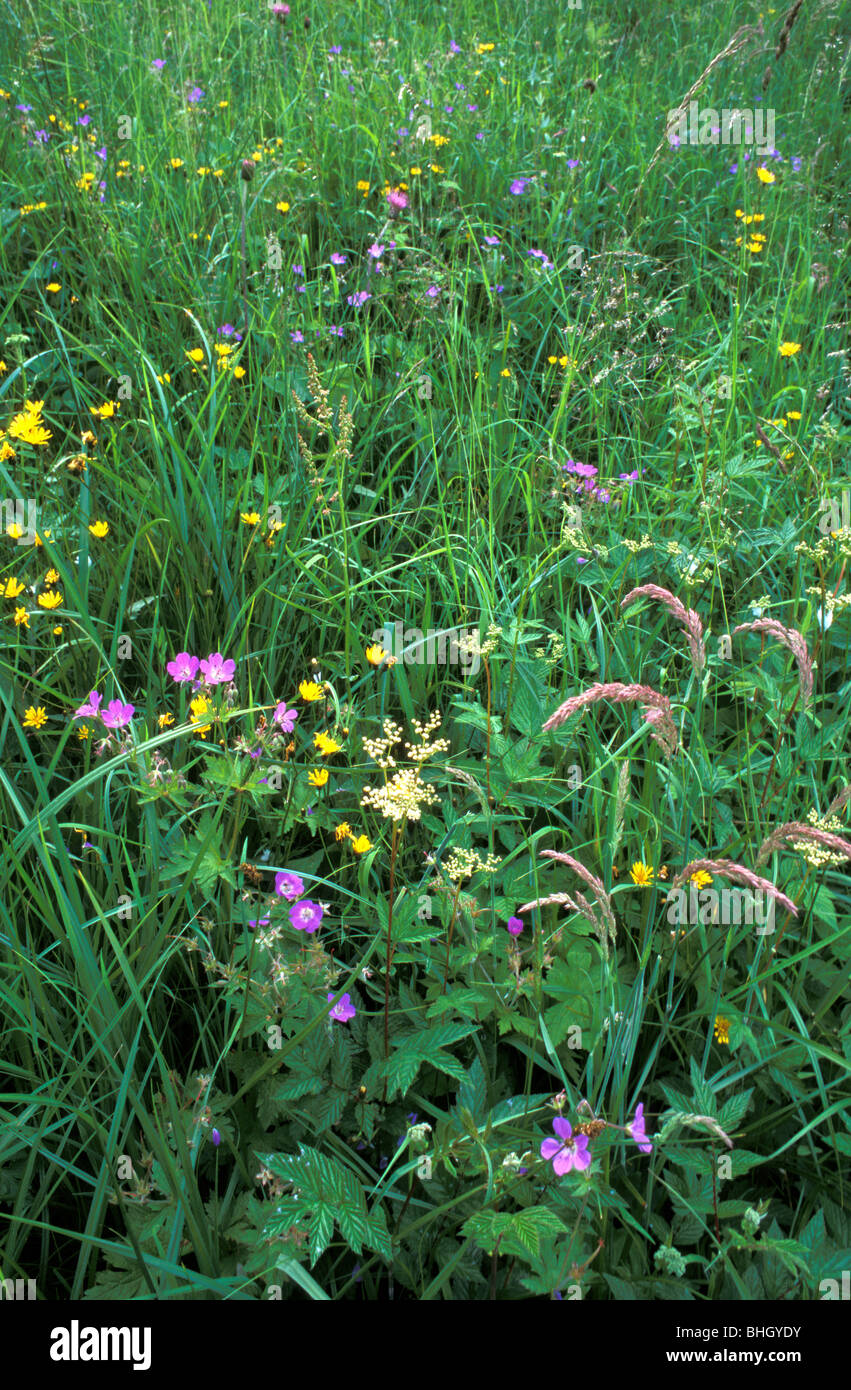 Gemischte Blumenarten auf Gowk Bank National Nature Reserve in Cumbria, England Stockfoto