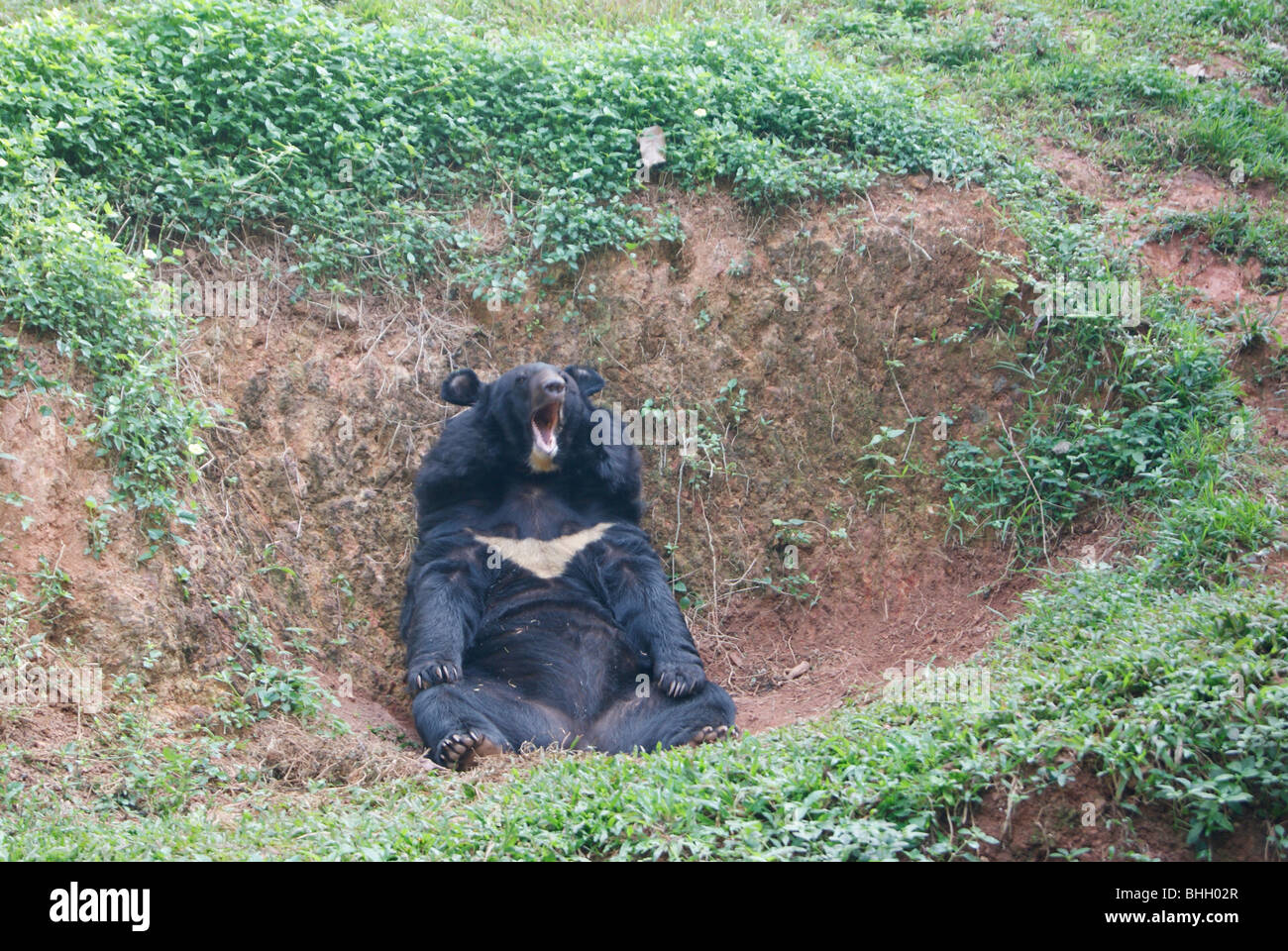 Oh lieber Bär... Ein Wild brüllend Schwarzbär wenn es im Zoo abgefangen Stockfoto