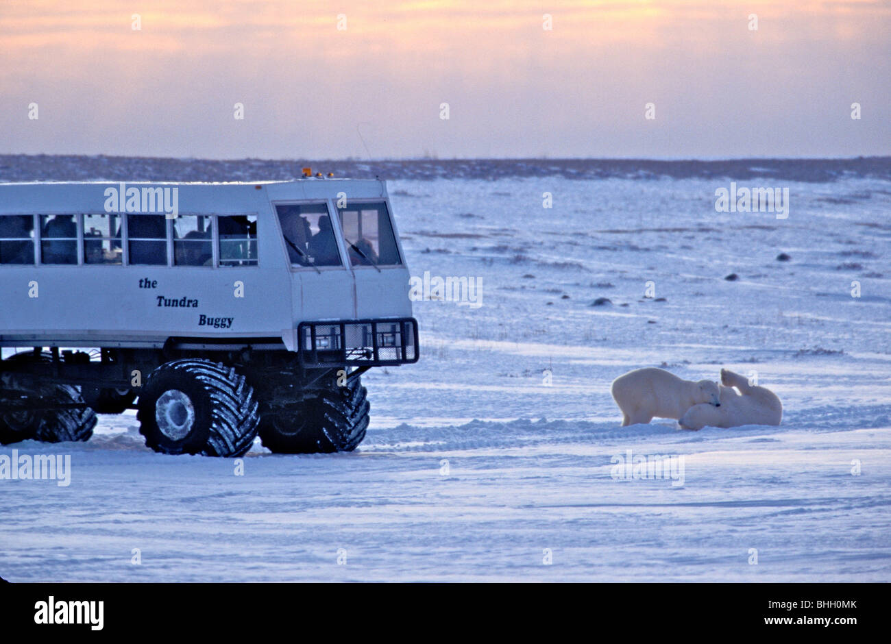 Tundra buggy in der Nähe von Churchill, Manitoba, Kanada. berühmt als einer der besten Orte, um die eisbären zu sehen. Stockfoto