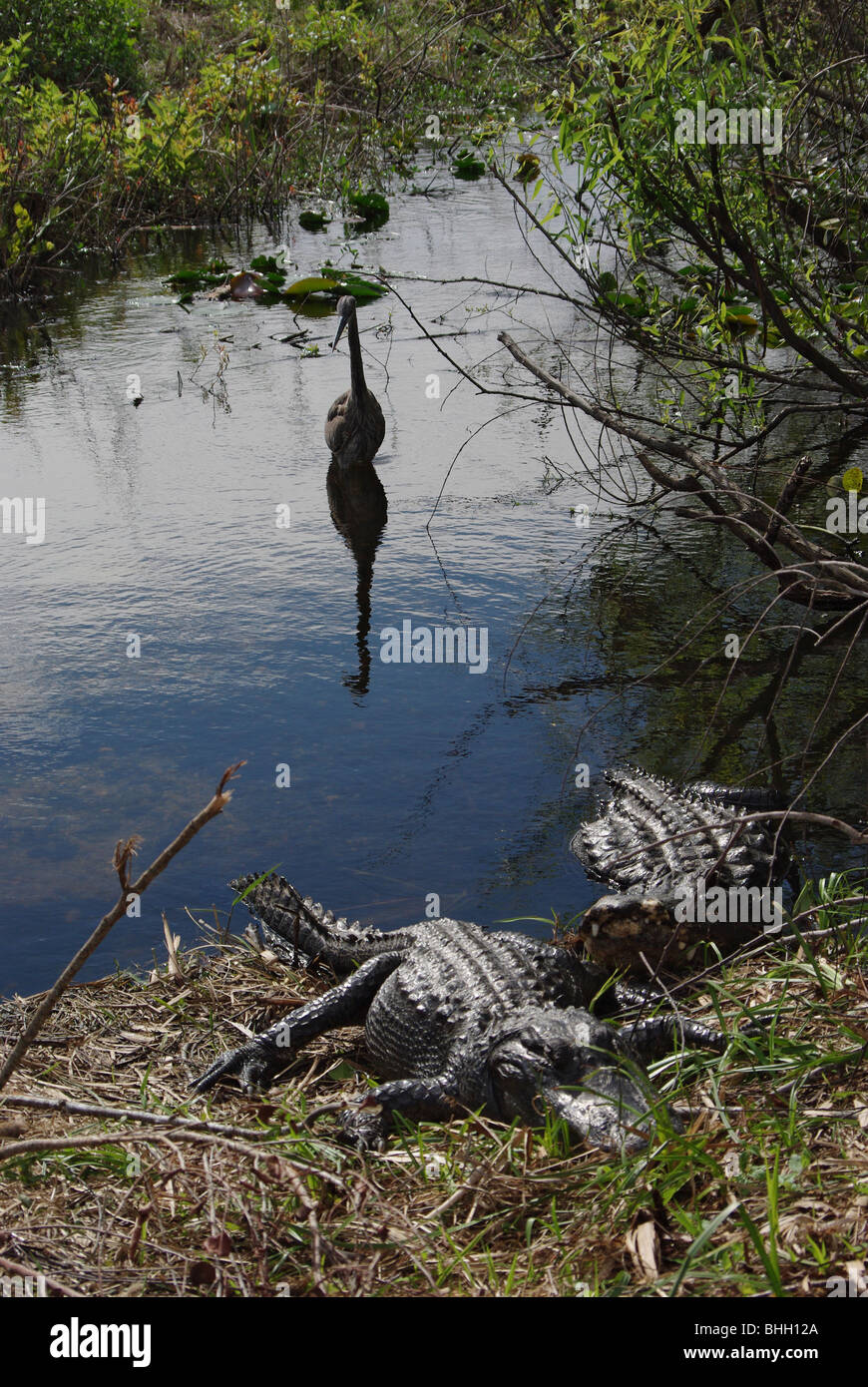 Großer Reiher und zwei Alligatoren Fotograf im Everglades-Nationalpark, Florida, USA Stockfoto