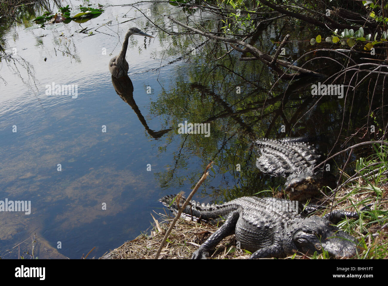 Großer Reiher und zwei Alligatoren Fotograf im Everglades-Nationalpark, Florida, USA Stockfoto