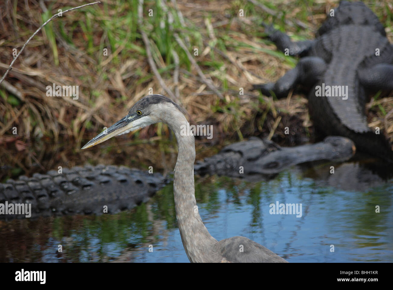 Großer Reiher und zwei Alligatoren Fotograf im Everglades-Nationalpark, Florida, USA Stockfoto