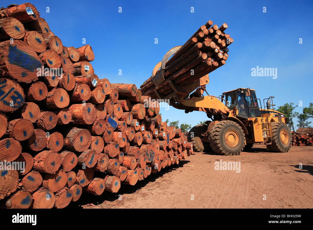Tropische Forstwirtschaft-Projekt auf dem Aboriginal Land, den Tiwi Islands, Australien Stockfoto