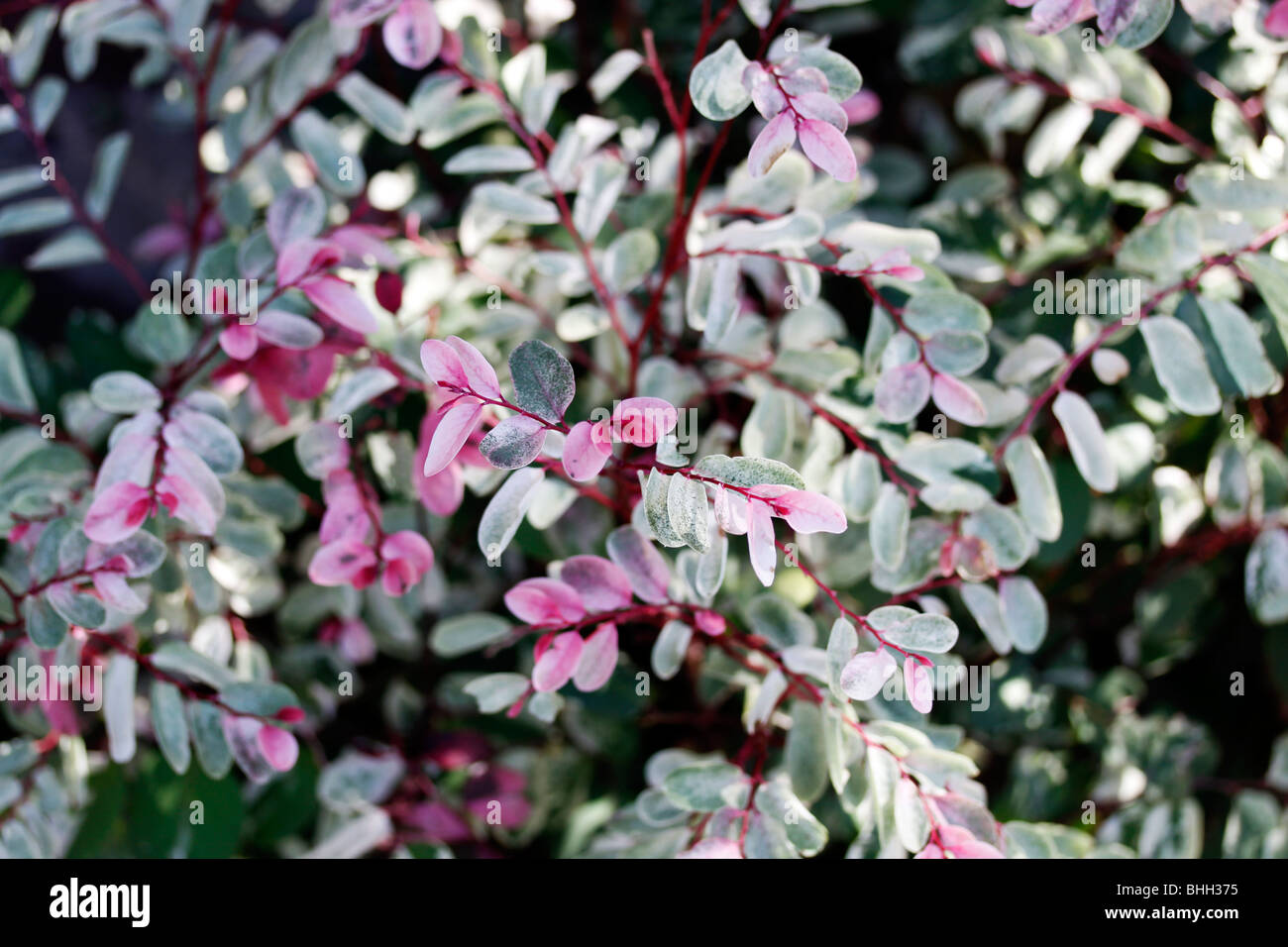 Eis Bush, (breynia disticha, Novo-picta,) auch als snowbush bekannt. Stockfoto