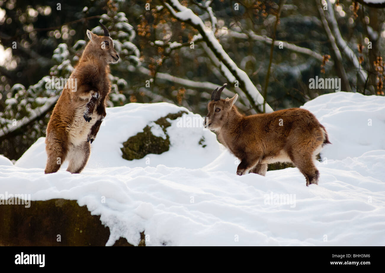 Zwei junge Steinböcke springen im Schnee. Deutschland. Stockfoto