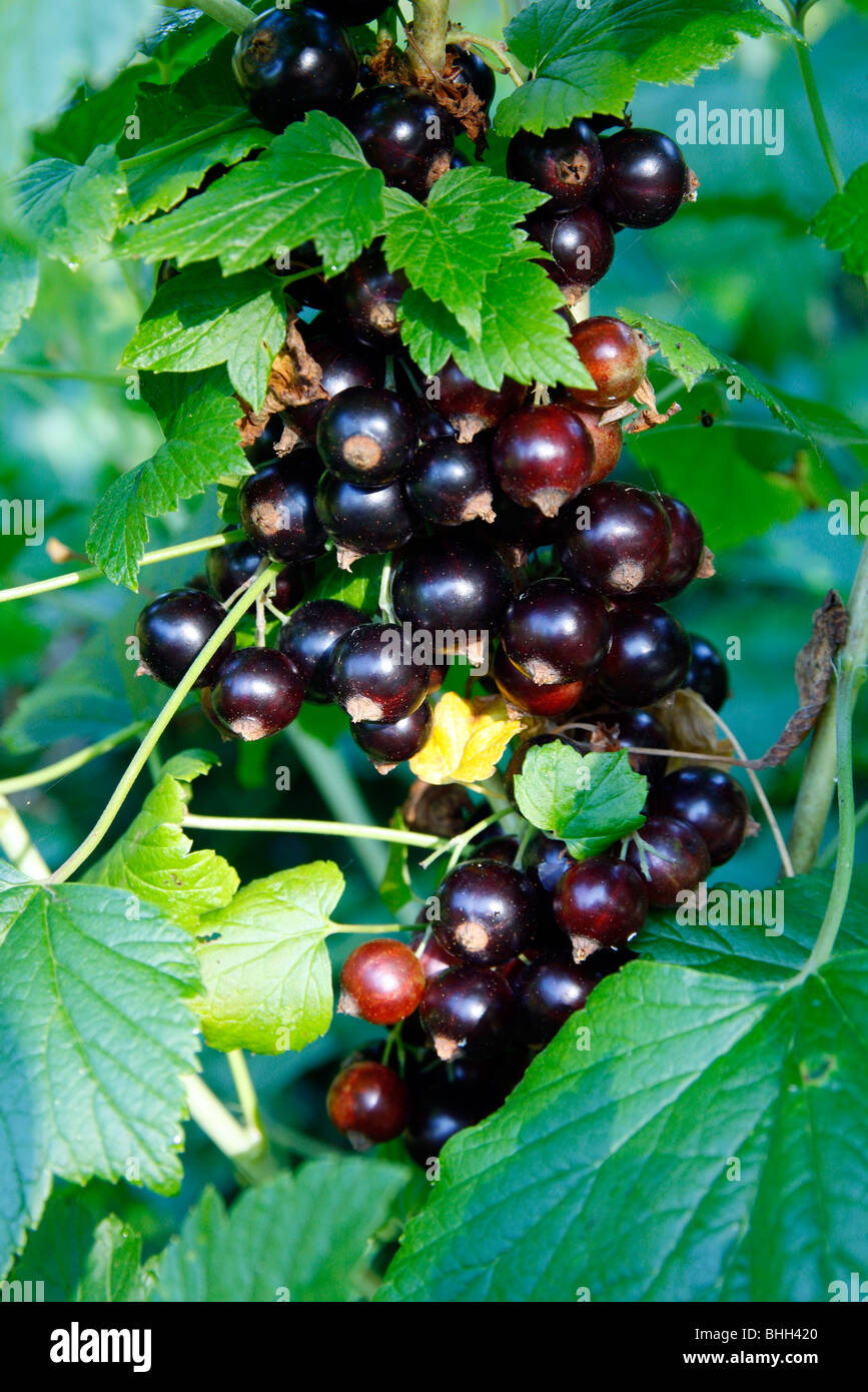 Ribes Nigrum schwarze Johannisbeere 'Ben Sarek' AGM Stockfoto
