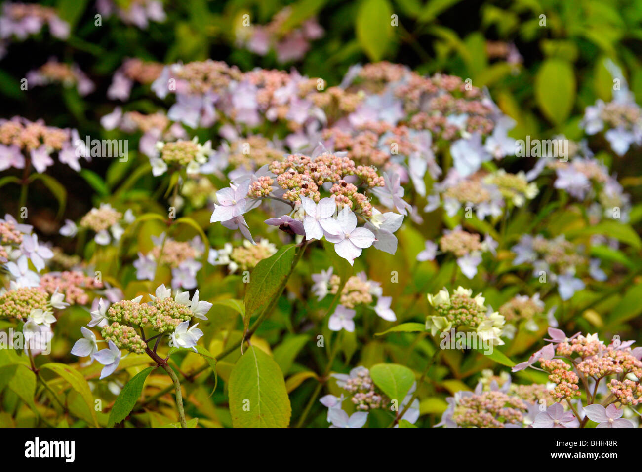 Hydrangea serrata Stockfoto