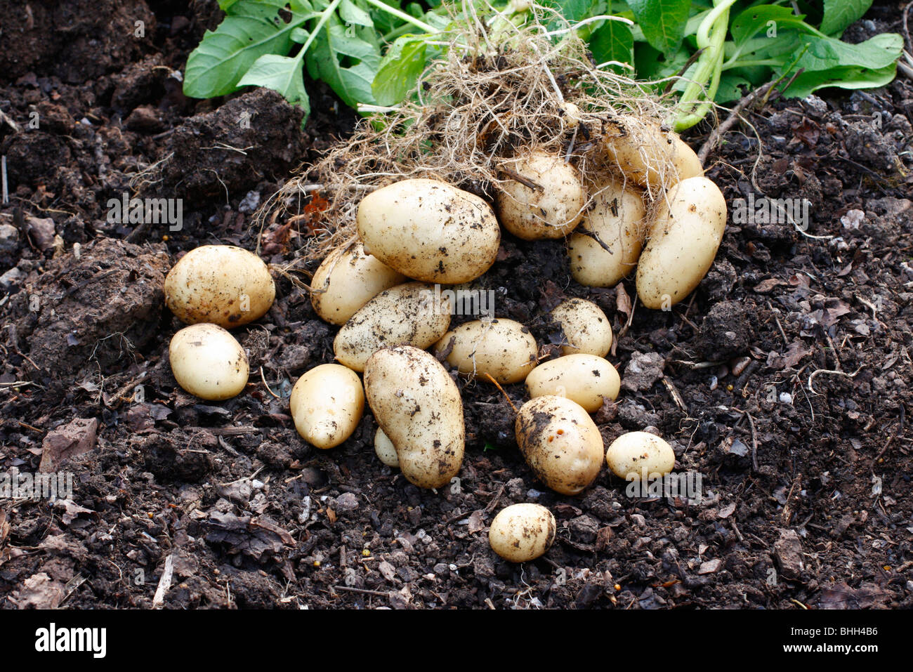Maris Bard Frühkartoffeln Mitte Juni von einem Mitte März Einpflanzen hob - der Ertrag aus einer Knolle Stockfoto