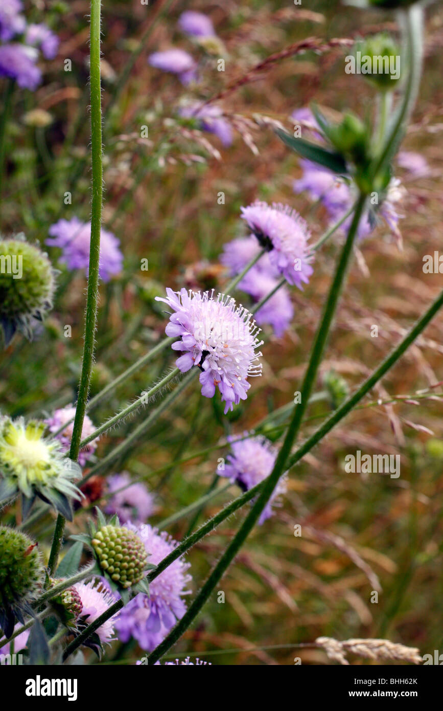 Knautia Arvensis - Feld Witwenblume wächst auf sonnigen Süden zugewandten Ufer Stockfoto