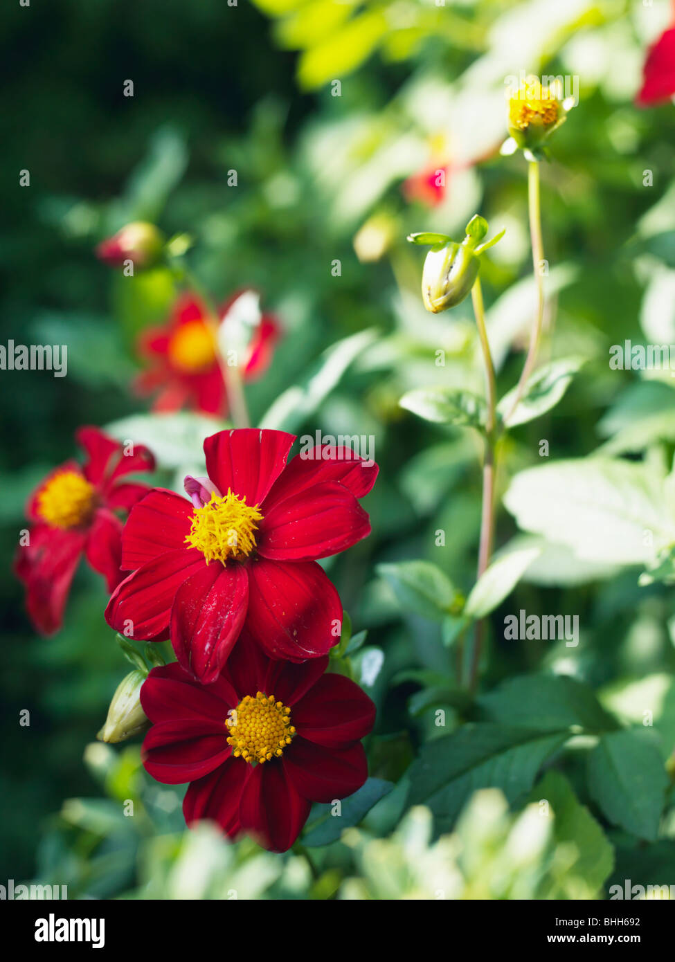 Rote Blume gegen grün, Schweden. Stockfoto