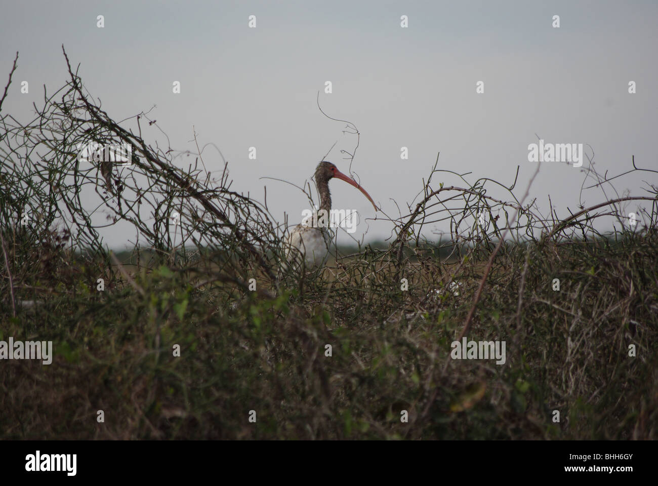 Vogel (junger weißer Ibis) im Everglades National Park; Florida, USA Stockfoto