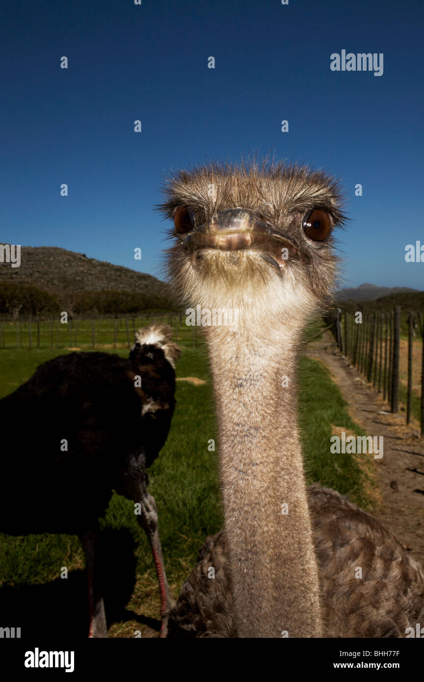 Strauß vor blauem Himmel, Südafrika. Stockfoto