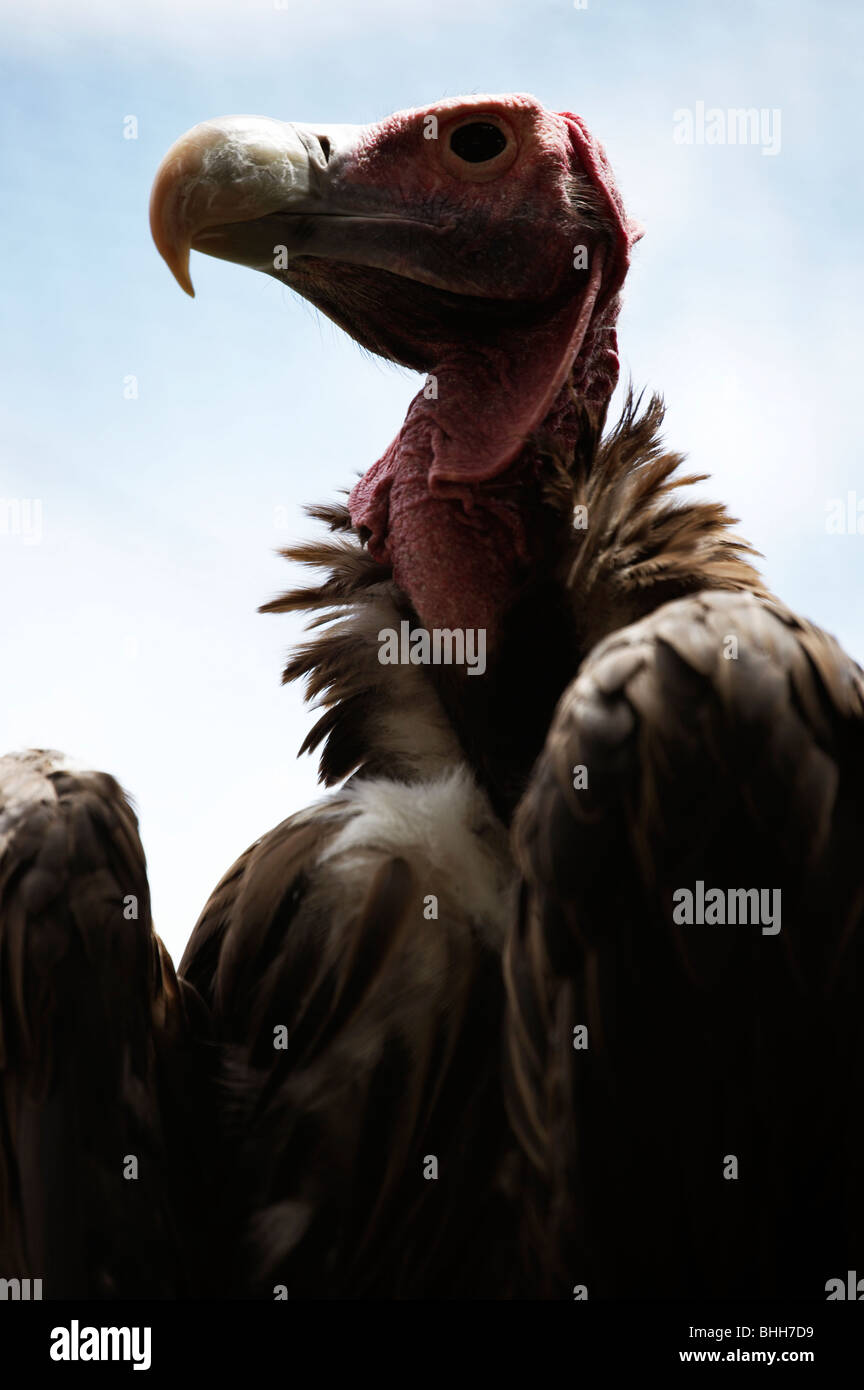 Porträt von einem Geier, Südafrika Stockfotografie Alamy