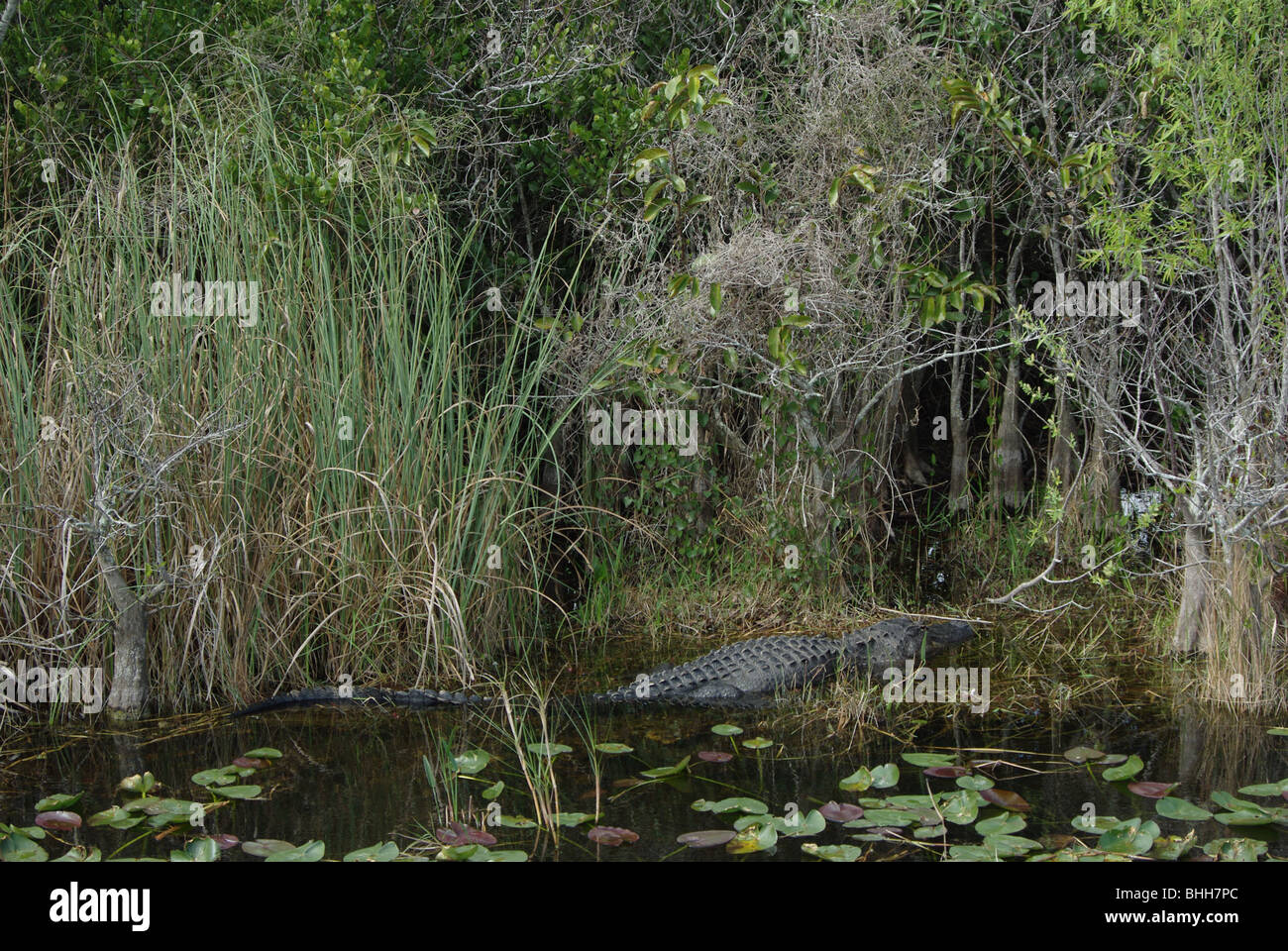 Alligator in Everglades, Florida, USA Stockfoto